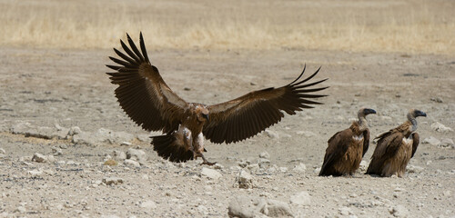 White-backed Vulture (Gyps africanus) Kgalagadi Transfrontier Park, South Africa