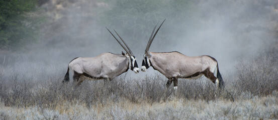 Gemsbok (Oryx gazella) Kgalagadi Transfrontier  Park, South Africa