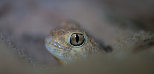 Common Barking Gecko (Ptenopus garrulus) Kalahari, South Africa