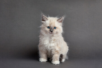 Cute fluffy kitten against light background. Space for text