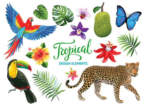 Tropical summer collection: exotic flowers, leaves, birds and animals. Vector isolated elements on the white background.