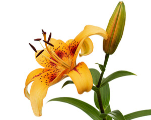 Fototapeta na wymiar Orange flower of asian lily, isolated on white background