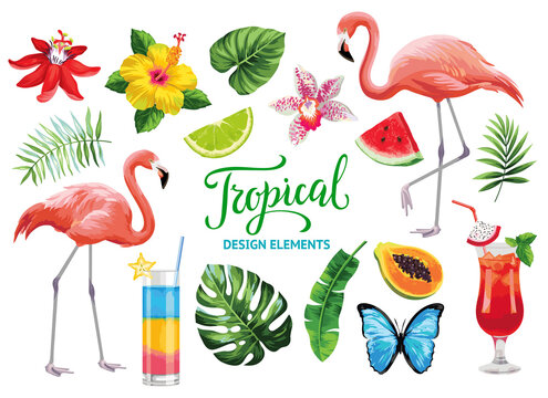 Tropical collection for summer beach party: exotic flowers, leaves, cocktails, flamingos, fruits and butterflies. Vector design isolated elements on the white background.