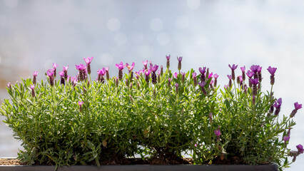 Selective focus of flowers of Lavandula stoechas in the garden with green leaves, The Spanish lavender is a species of flowering plant in the family Lamiaceae, Nature floral background.