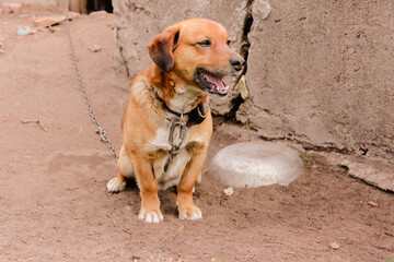 red dog on a chain close - up