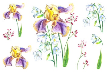 Watercolor floral set. Collection of irises, bluebells, petals on a white background. Summer plant elements. Botanical painting illustration for greeting card design invitation.