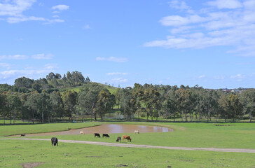 Naklejka premium farm with cattle and sheep with a pond and forest under blue sky