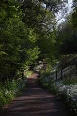 Fototapeta na wymiar a public footpath through a forest with wild garlic blooming in the grass