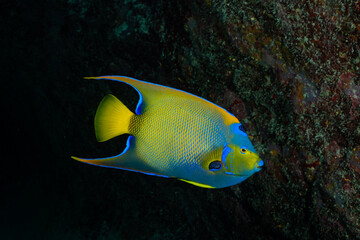 A brightly colored queen angelfish in clearly identifiable against the dark backdrop of the reef at that time of day