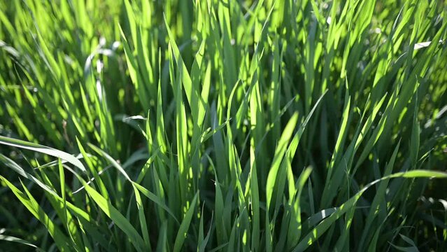 green grass tall dense in a plot or pasture