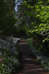 Obraz premium a public footpath through a forest with wild garlic blooming in the grass