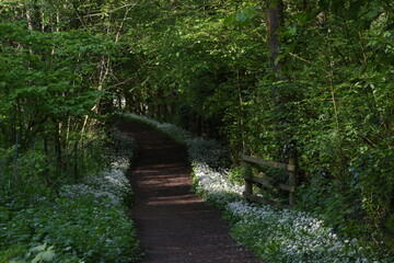 a public footpath through a forest with wild garlic blooming in the grass