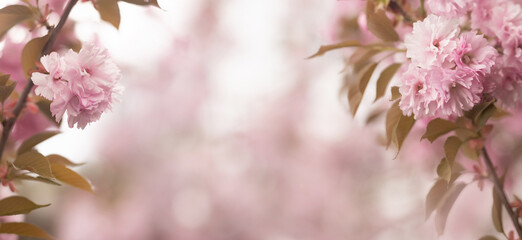 Fototapeta na wymiar Spring background with sakura. Pink background. Place for text. Copy space. 