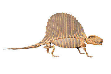 skeleton of a fossil dinosaur in the museum isolated on a white background.