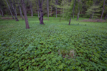 Stockholm, Sweden A green forest floor in the early morning in the Ulriksdals park.
