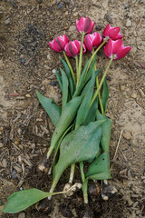 Tulips laying on the dirt ground.  Freshly picked peony styled tulips, bulbs still attached.