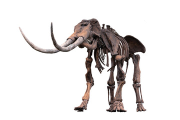 an ancient skeleton of prehistoric animal isolated on a white background