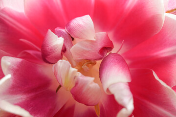 Center details of a pink and white tulip. Curled petals.