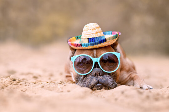 French Bulldog dog wearing sunglasses and straw hat at sand beach