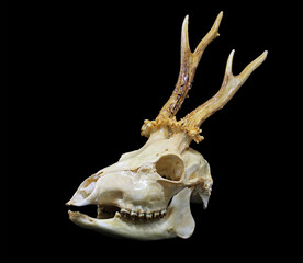 Front and side view of a male roe deer (Capreolus capreolus) skull isolated in black. Focus stacked...