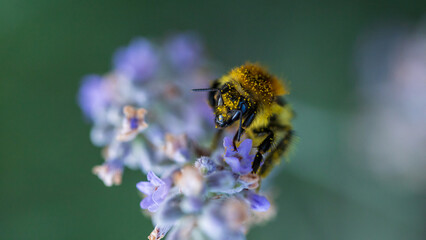 Bumble bee on lavender flower