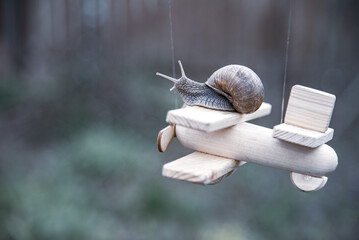 A garden snail flies on a wooden plane. © FO_DE