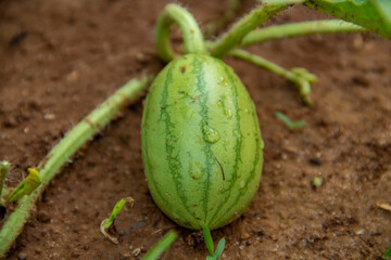 Watermelon fruit grown on the farm