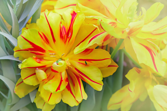 Monsella Double Early Tulip. Tulips with Red and Yellow Stripes in garden.