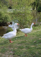 geese in the park