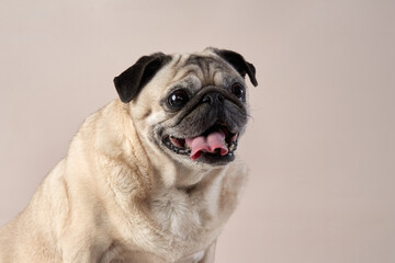 Happy dog. pug on a beige background in the studio. pet indoor