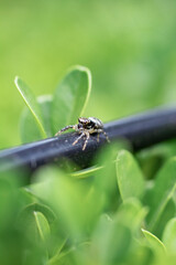 Black jumping spider standing on a tube with a green background