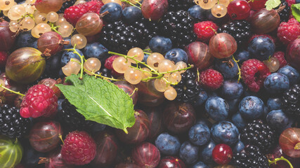 Gooseberries, blueberries, mulberry, raspberries, white and red currants.