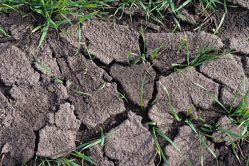 Cracked earth soil as a texture background. Top view.