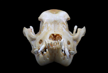 Front and side view of a french bulldog (Canis lupus familiaris) skull isolated in black. Focus...