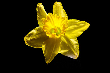 Daffodil flower head close up on black background