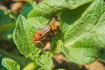 Potato beetle. Colorado potato beetle on potato leaves in a field on a farm. Parasites destroy crops in the field. Colorado potato striped beetle parasite on a green leaf. Agriculture.