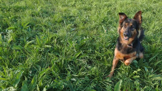 A cheerful dog on the grass is playing with a toy. Eager to throw a freesbee or a ball. Funny young German Shepherd.