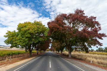 Fototapeta premium Australian Couuntryside Autumn Road Trip Travel Scenery Landscape along Barossa Valley, wine region in South Australia