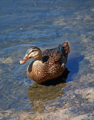Mallard duck (Anas platyrhynchos)