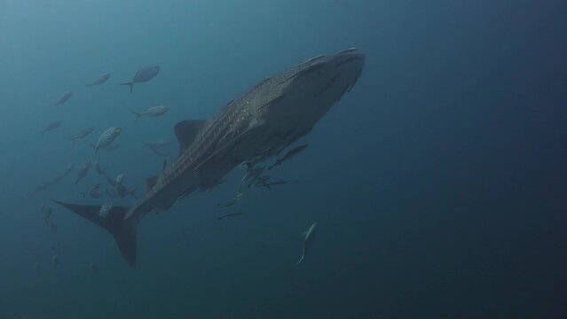 Whale shark (Rhincodon typus)  and very very strange behavior of one romb fish under the shark 