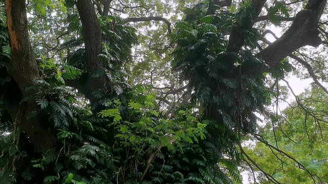 tropical big trees and climbing plants over jungle in windy Summer sky