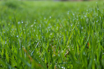 morning dew on the grass