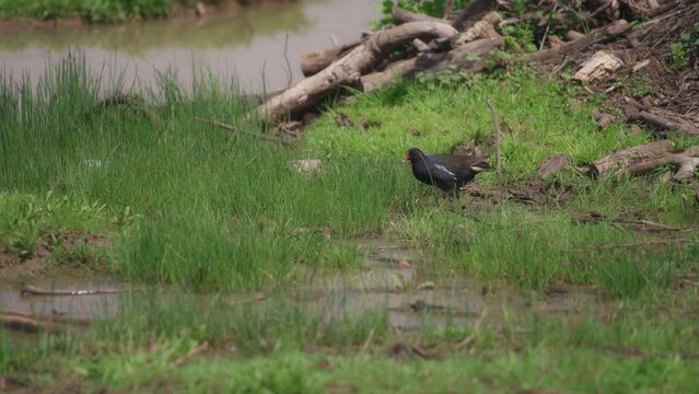 Small black bird with red beak walking next to a pond eating grass. Slow motion. 
