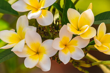 Plumeria rubra flowers blooming, with sunlight, close view