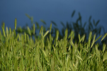 grass in the wind