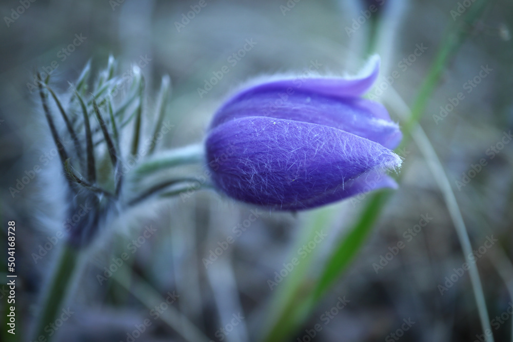 Wall mural blue prairie crocus spring flower growing in long grass in the forest