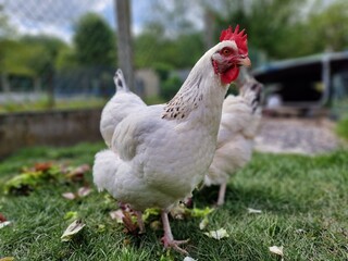 chicken