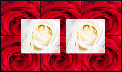 Rose flowers collage. Close-up on white and red roses. Summer background.