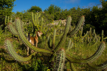 bode cercado de cactos xique-xique na caatinga, vegetação típica do semiárido do nordeste...