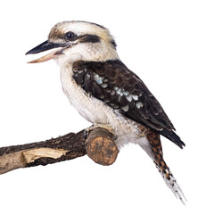 Adult male Kookaburra aka Dacelo novaeguineae bird, sitting side ways on wooden branch. Isolated on white background. Beak open, laughing.